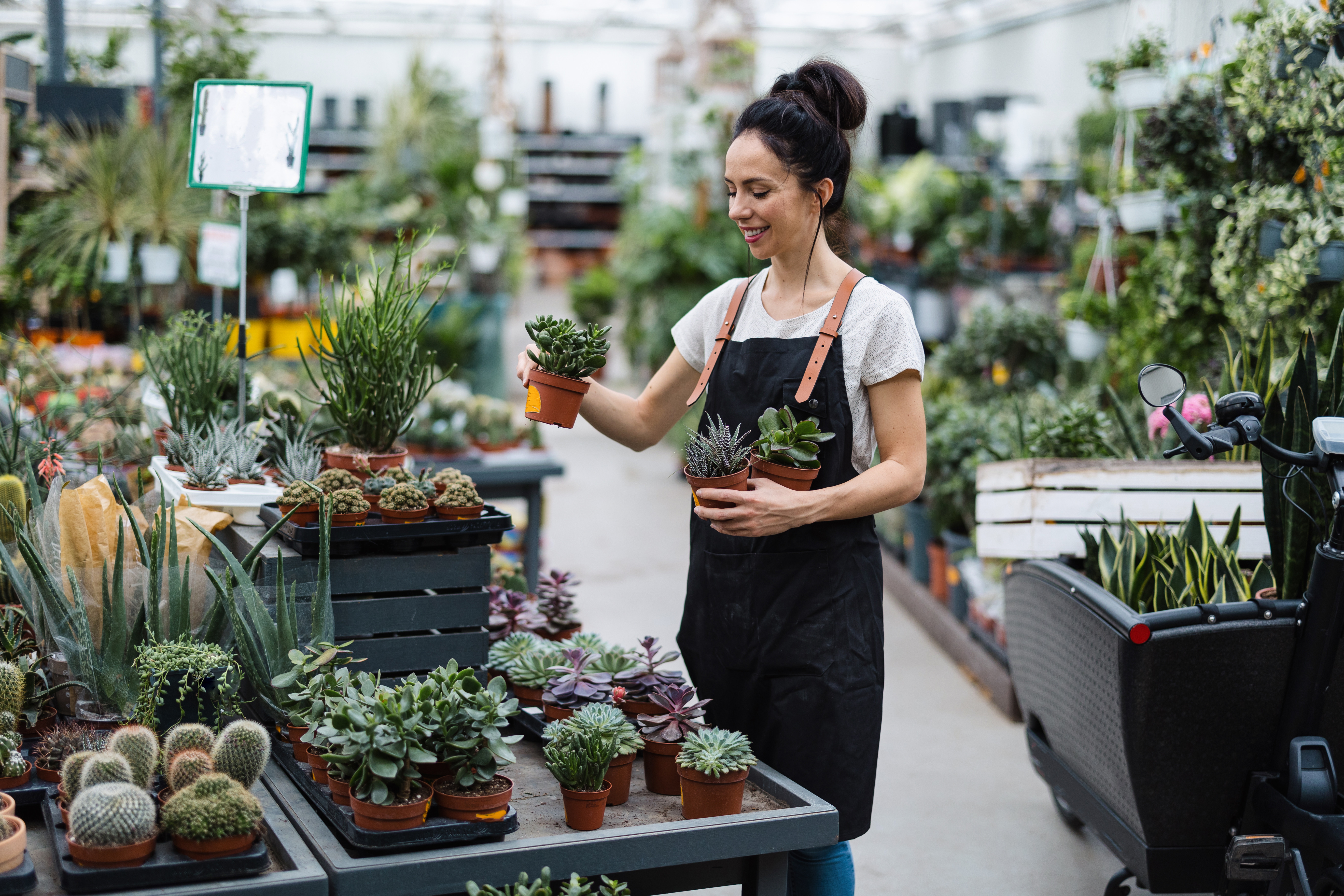 Employee organizing potted plants in a greenhouse